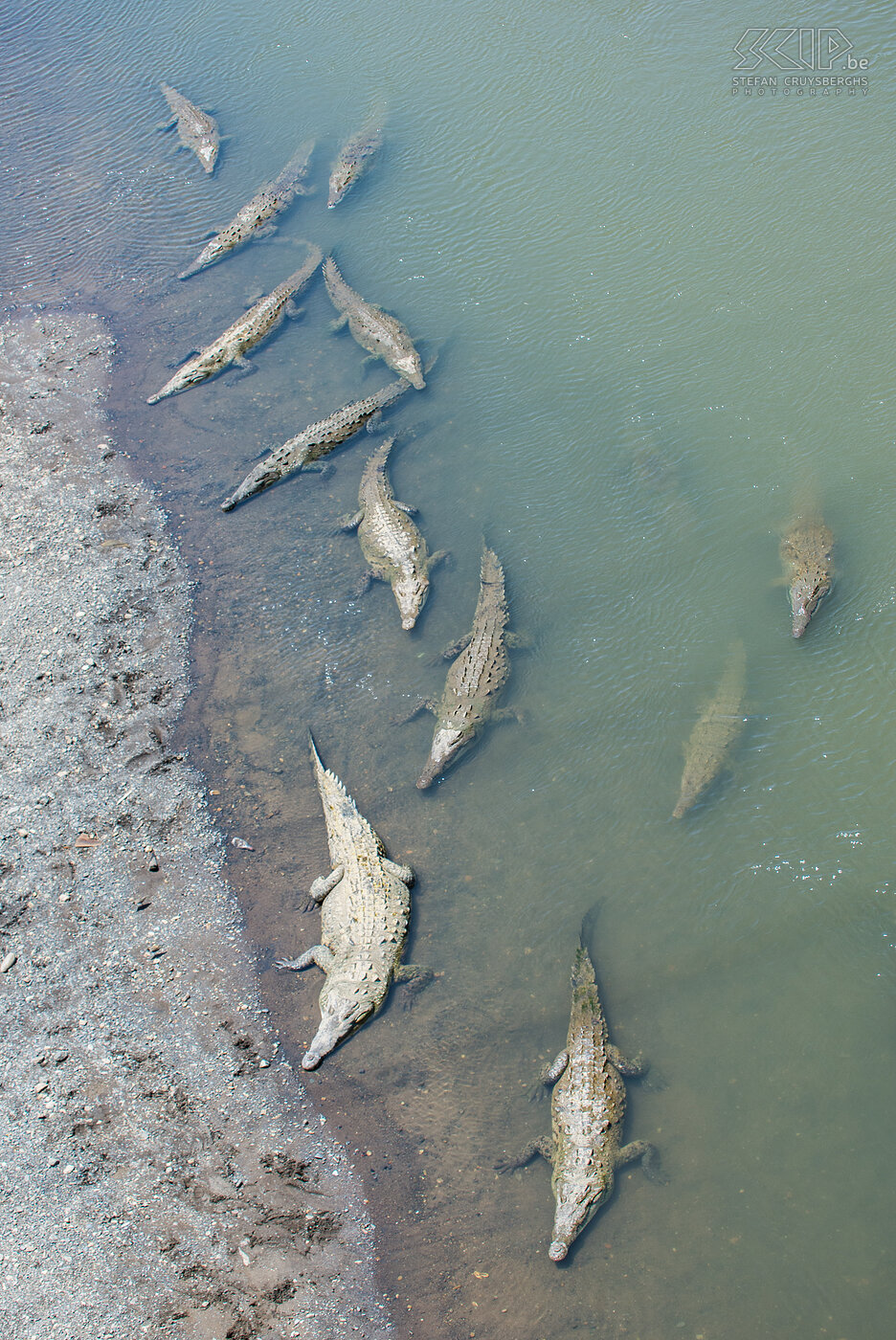 Tarcoles brug - Amerikaanse krokodillen De snelweg aan de Pacifische kust kruist de beroemde Rio Tarcoles, waar de grootste krokodillen van Costa Rica leven. De gigantische Amerikaanse krokodillen kan je gemakkelijk zien vanaf de brug waar ze vaak onderaan in het water of op de oevers in de zon liggen. Stefan Cruysberghs